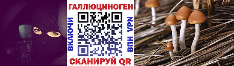 Купить где  Шелехов  Псилоцибиновые грибы GOLDEN TEACHER 